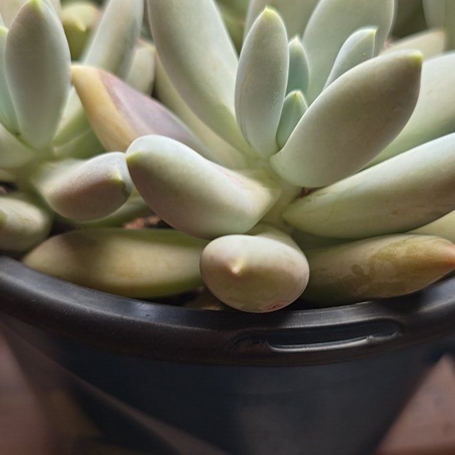 Photo of the plant species Pachyphytum 'Moonsilver' by @FunWinika50 named Tree Diddy on Greg, the plant care app