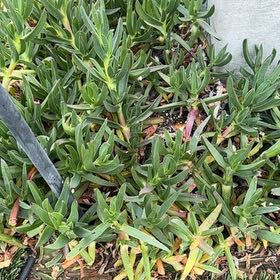 Photo of the plant species Hottentot Fig by @PoshSeastock44 named Coco on Greg, the plant care app
