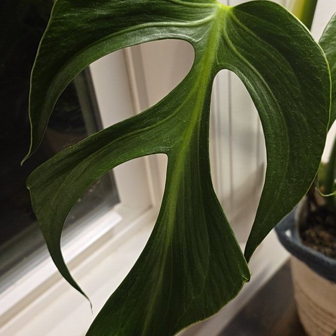 Photo of the plant species monstera by @SportDateplum78 named Clooney on Greg, the plant care app