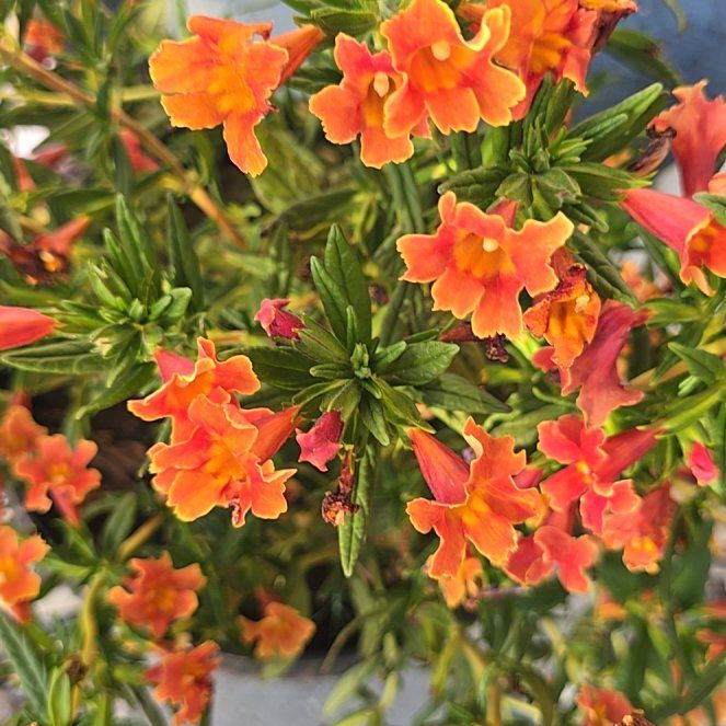 Photo of the plant species Lompoc Mesa Bush Monkeyflower by @JovialCornbind named Khaleesi on Greg, the plant care app