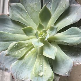 Photo of the plant species Canadian by @NoblyChincactus named Beyonce on Greg, the plant care app