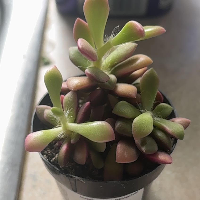 Photo of the plant species Anacampseros by @NoblyChincactus named Hamilton on Greg, the plant care app
