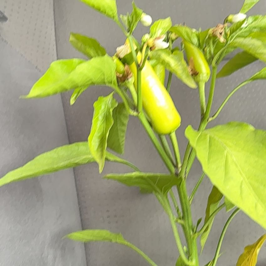 Photo of the plant species Hungarian Pepper by @NoblyChincactus named John on Greg, the plant care app