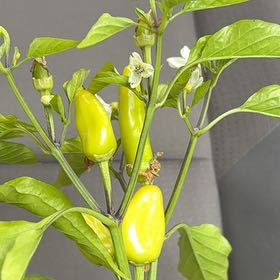 Photo of the plant species Hungarian Wax Pepper by @NoblyChincactus named Nemeth on Greg, the plant care app