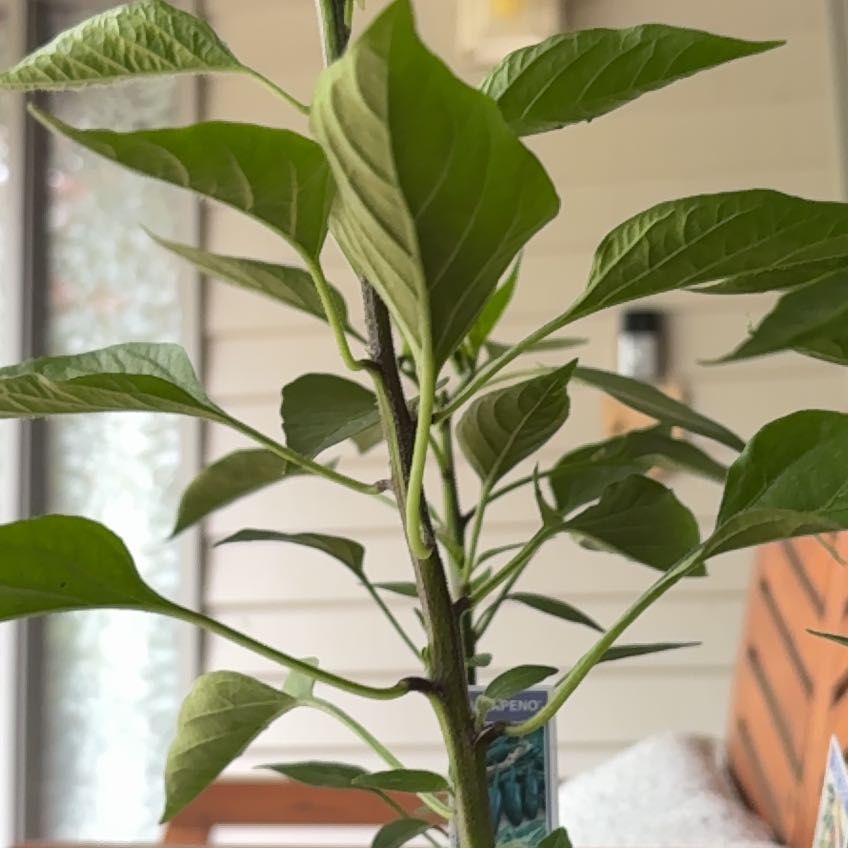 Photo of the plant species Serrano Pepper by @NoblyChincactus named Muhammad Ali on Greg, the plant care app