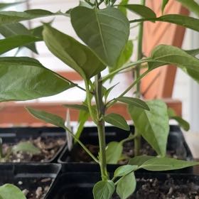 Photo of the plant species Jalapeño Pepper by @NoblyChincactus named Elle on Greg, the plant care app