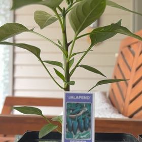 Photo of the plant species Jalapeño Pepper by @NoblyChincactus named Surya on Greg, the plant care app