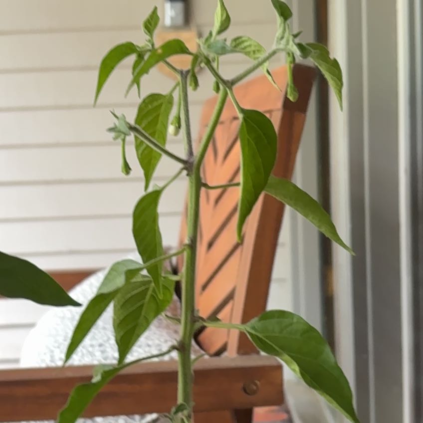 Photo of the plant species Serrano Pepper by @NoblyChincactus named Osmo on Greg, the plant care app