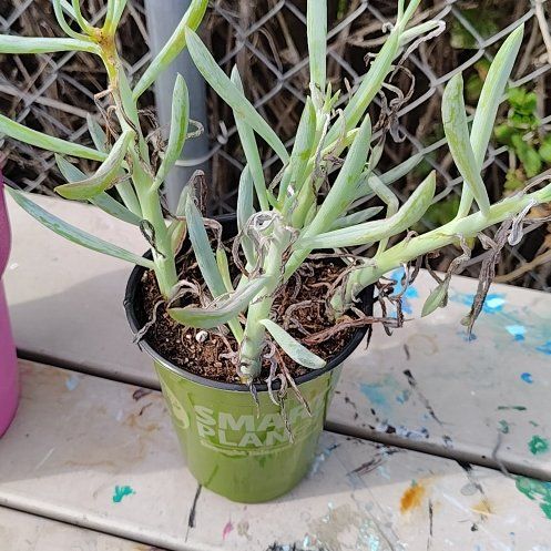 Photo of the plant species Blue Chalk Stick by @WiseHoya81 named Winston on Greg, the plant care app