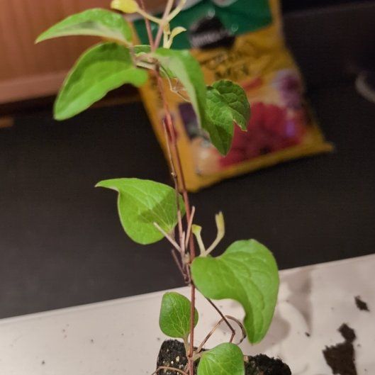 Photo of the plant species Clematis by @EloquentMahoe24 named Hamilton on Greg, the plant care app