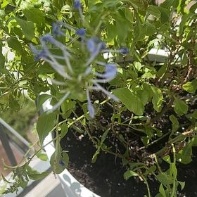 Photo of the plant species Blue Plumbago by @ExuberantAlbo51 named Marilyn on Greg, the plant care app