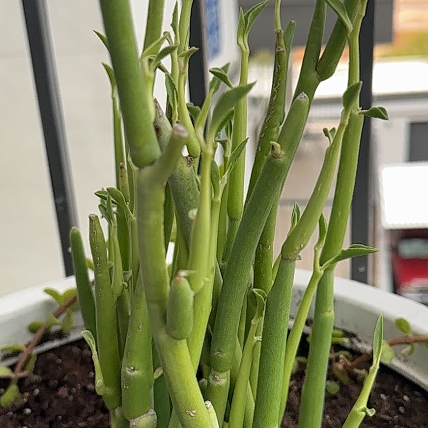 Photo of the plant species Pedilanthus macrocarpus by @ExuberantAlbo51 named Sol on Greg, the plant care app