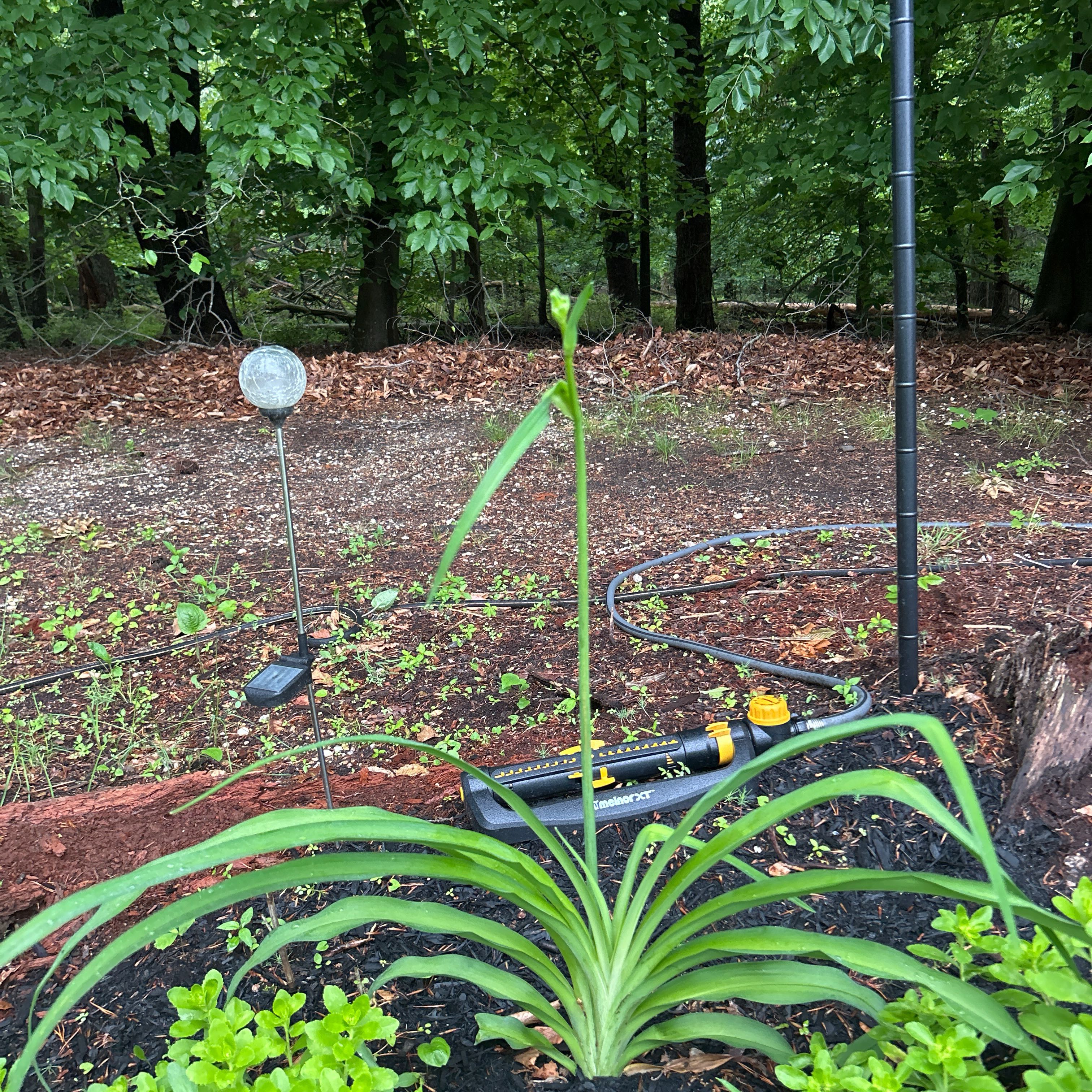 Photo of the plant species Blackberry Lily by @FestiveAlbo50 named James Dean on Greg, the plant care app