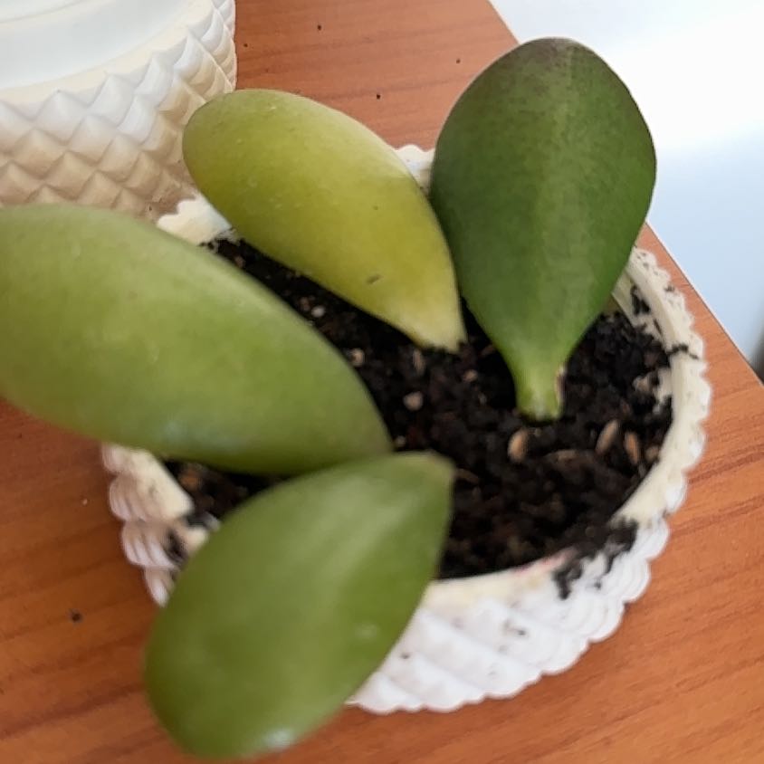 Photo of the plant species Assorted Succulents by @FairKamahi21 named Ulysses S Plant on Greg, the plant care app