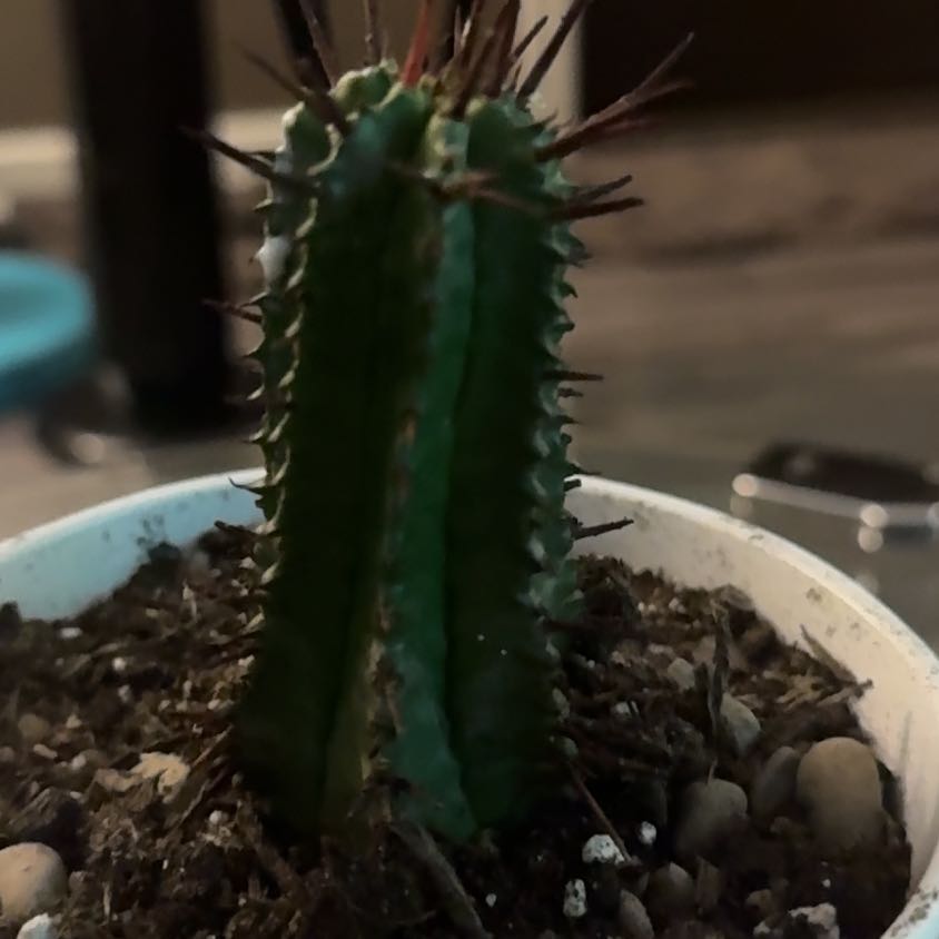 Photo of the plant species Milk Barrel Cactus by @SereneVetiver78 named Maya on Greg, the plant care app