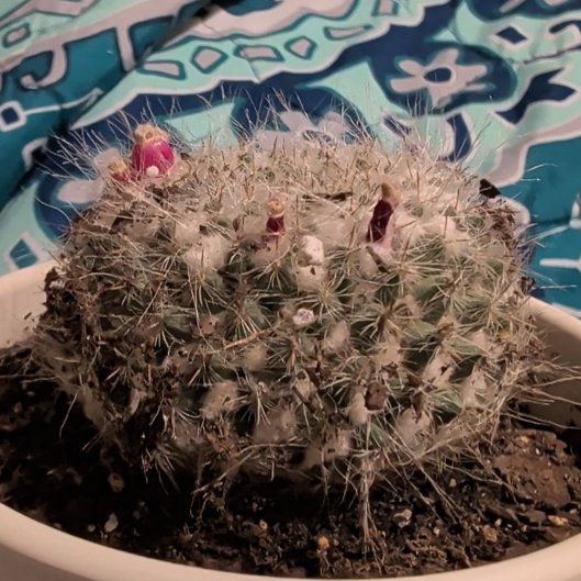 Photo of the plant species Old Lady Cactus by @RadLettuce45 named Taylor Swift on Greg, the plant care app