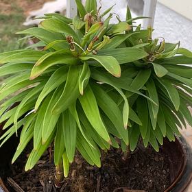 Photo of the plant species Easter Lily by @NativeRadish named Naomi on Greg, the plant care app
