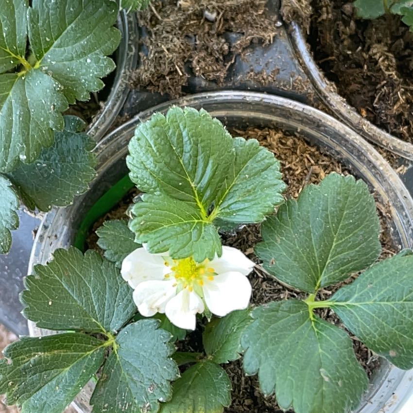Photo of the plant species Beach Strawberry by @NativeRadish named Demi on Greg, the plant care app
