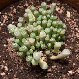 Photo of the plant species Baby Toes by @QuixoticSalad77 named Aristotle on Greg, the plant care app