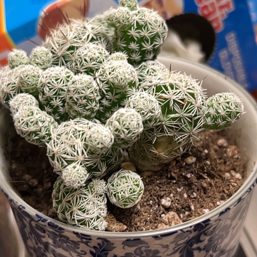 Photo of the plant species Thimble Cactus by @QuixoticSalad77 named Rainier on Greg, the plant care app