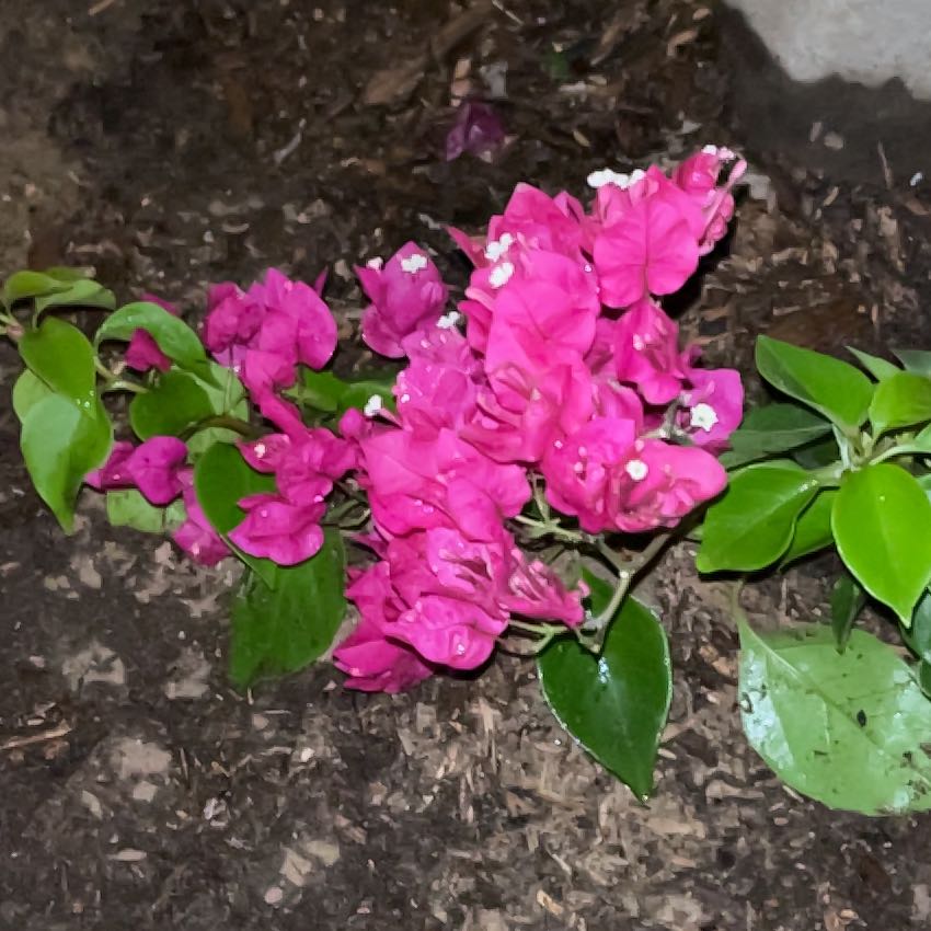 Photo of the plant species Bougainvillea by @YiftPomelo47 named Leaf Erickson on Greg, the plant care app
