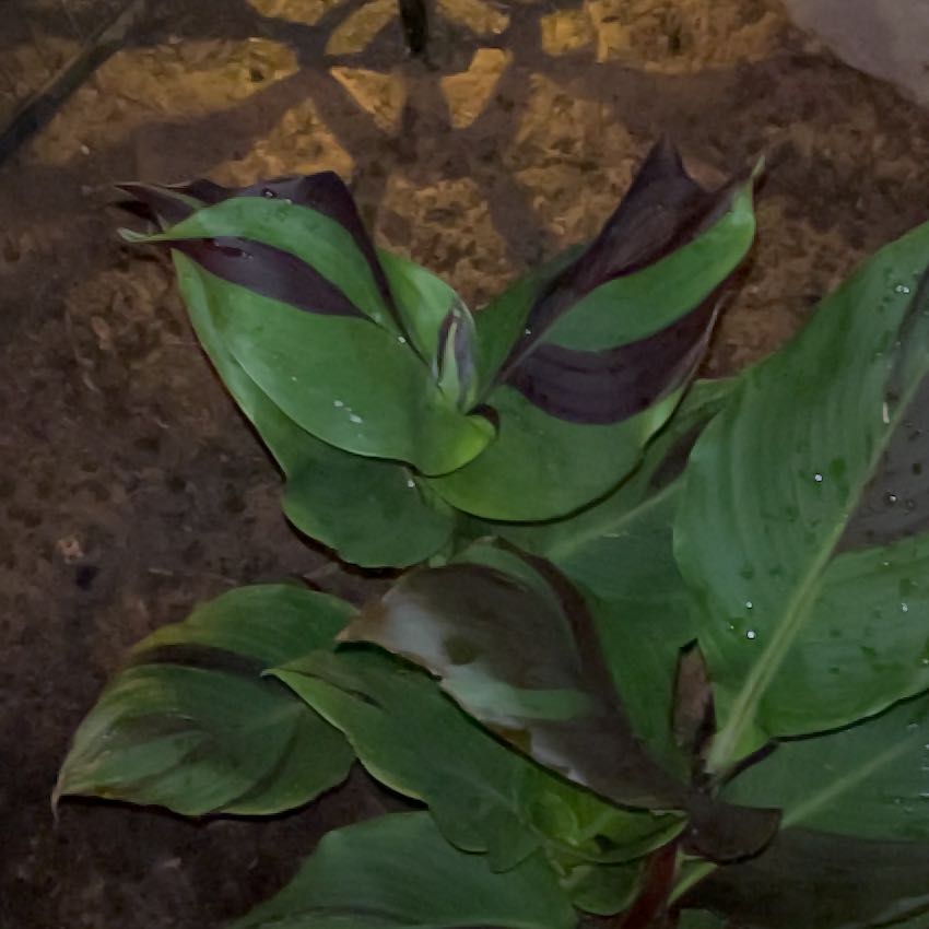 Photo of the plant species Canna Cleopatra by @YiftPomelo47 named Cleopatra on Greg, the plant care app