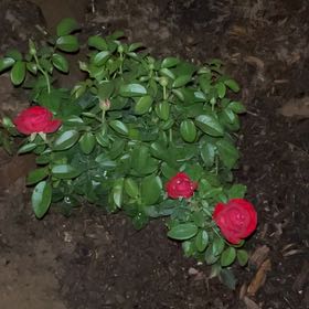 Photo of the plant species True Love Rose by @YiftPomelo47 named Rose on Greg, the plant care app