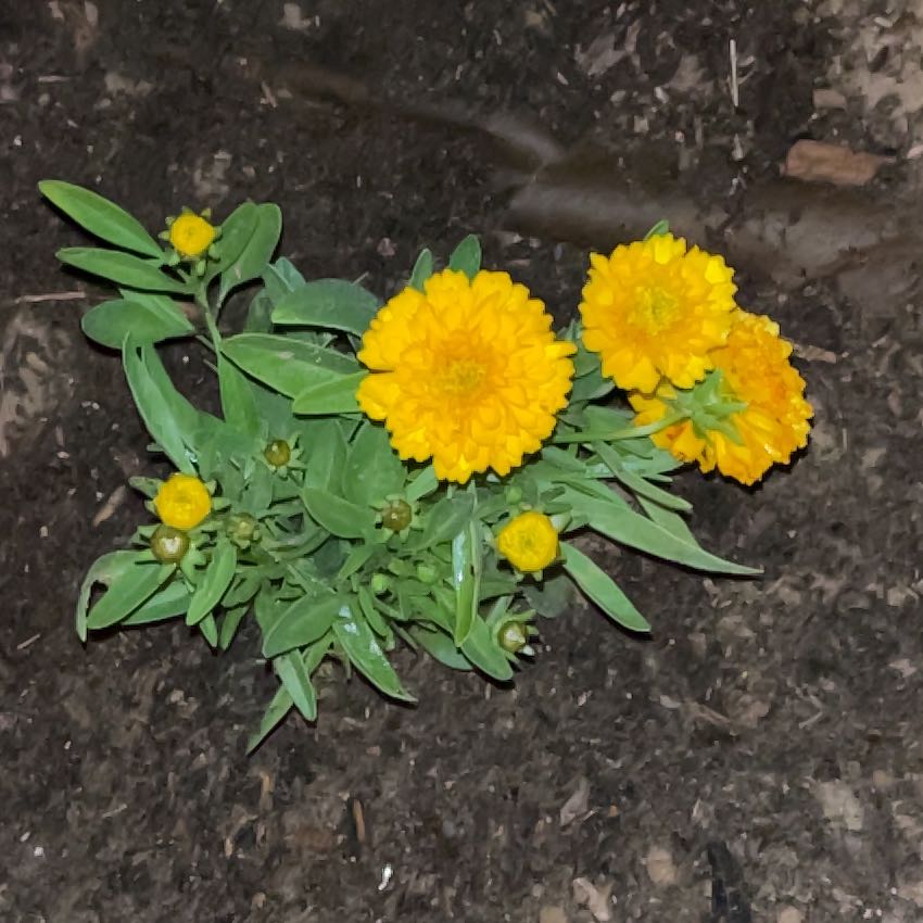 Photo of the plant species Golden Sphere by @YiftPomelo47 named Tupot amaroot on Greg, the plant care app