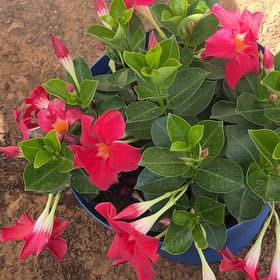 Photo of the plant species Red Mandevilla by @YiftPomelo47 named Khaleesi on Greg, the plant care app