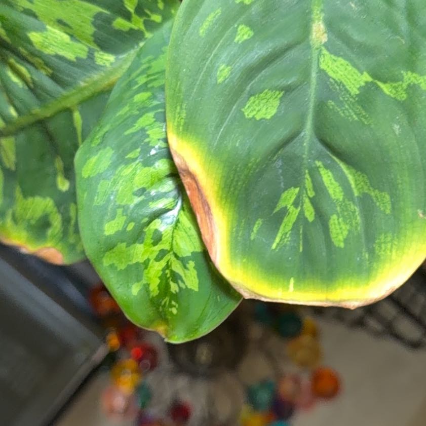 Photo of the plant species Homalomena 'Camouflage' by @CalmHautree75 named Gobi on Greg, the plant care app