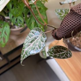 Photo of the plant species Pink Piper Crocatum by @CalmHautree75 named Orwell on Greg, the plant care app