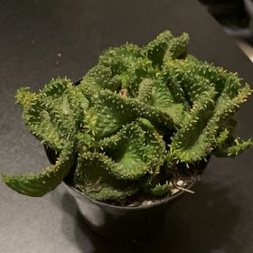 Photo of the plant species Medusa's Head by @JocundImpatiens named Gorgon on Greg, the plant care app