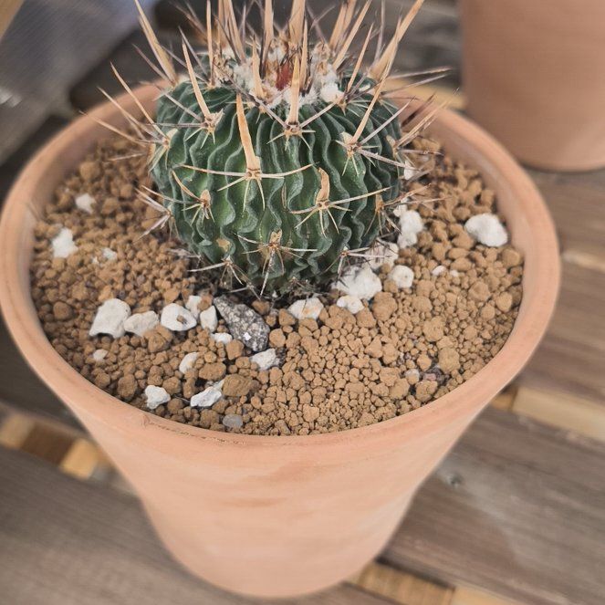 Photo of the plant species Brain Cactus by @YokePoisonpie64 named Sir Plancelot on Greg, the plant care app