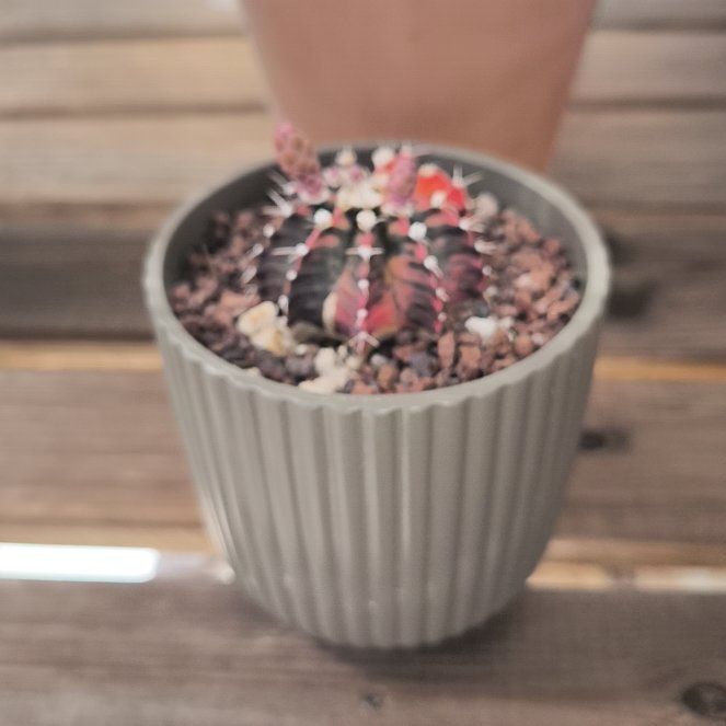 Photo of the plant species Variegated Moon Cactus by @YokePoisonpie64 named Cleopatra on Greg, the plant care app