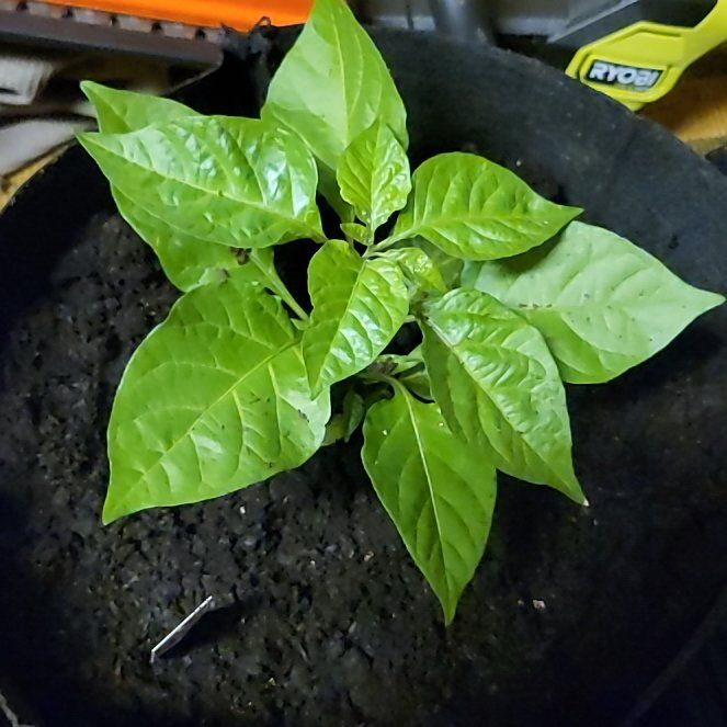 Photo of the plant species Carolina Reaper by @937WestGardens named Sanders on Greg, the plant care app