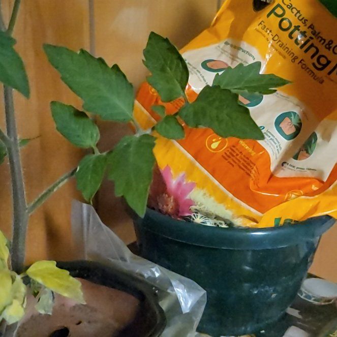 Photo of the plant species Tomato 'Indigo Cherry Drops' by @937WestGardens named Gobi on Greg, the plant care app