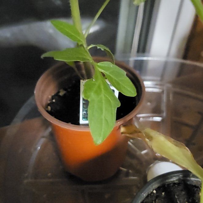Photo of the plant species Tomato 'Black Krim' by @937WestGardens named Marley on Greg, the plant care app