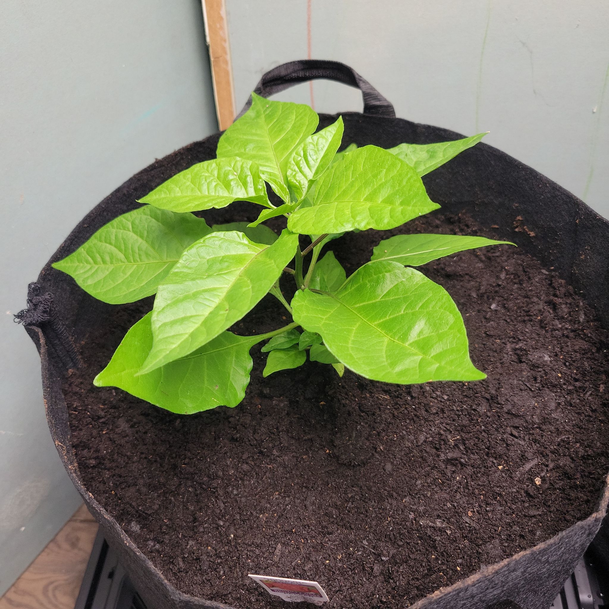 Photo of the plant species Carolina Reaper by @937WestGardens named Sanders on Greg, the plant care app