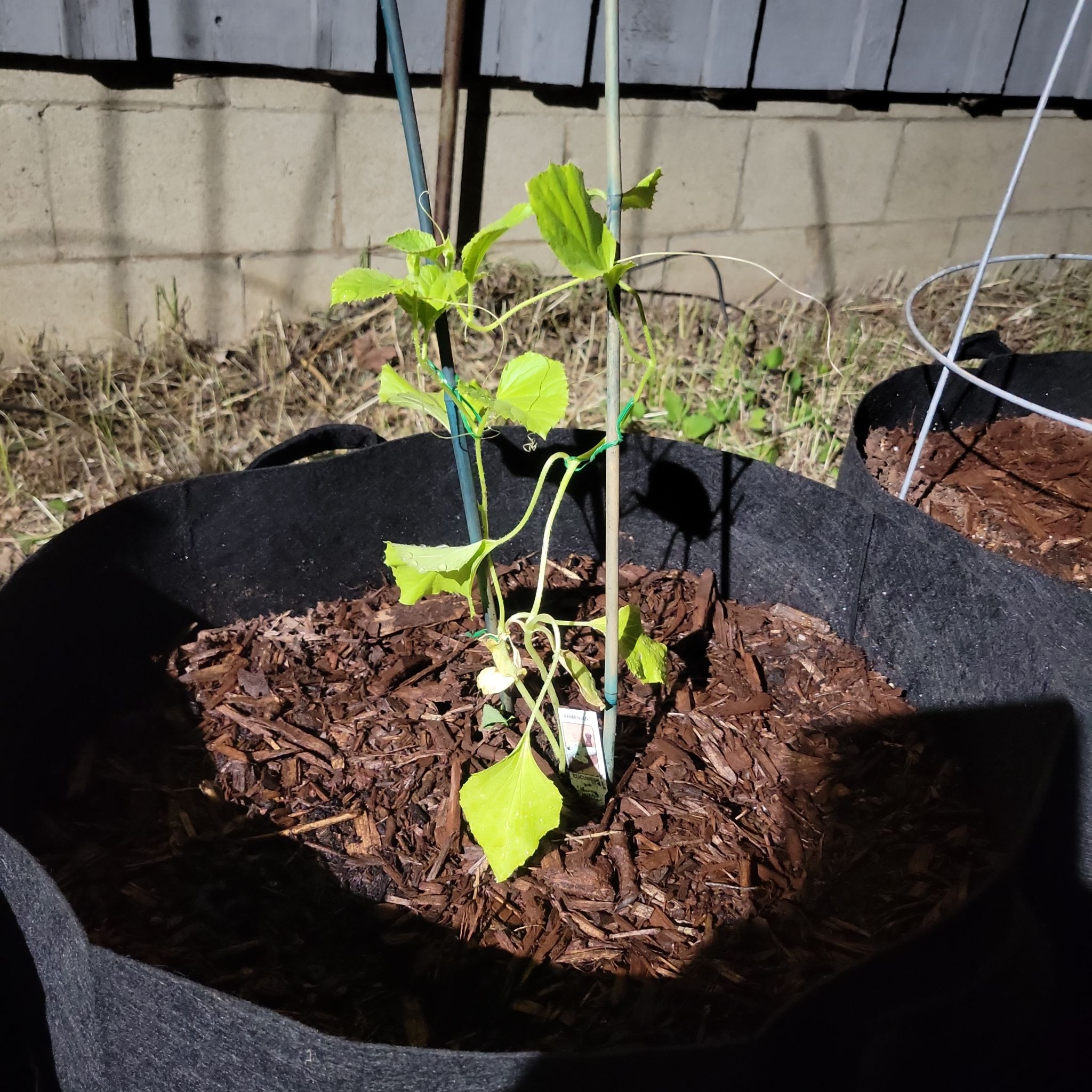 Photo of the plant species Armenian Cucumber by @937WestGardens named Figyonce on Greg, the plant care app