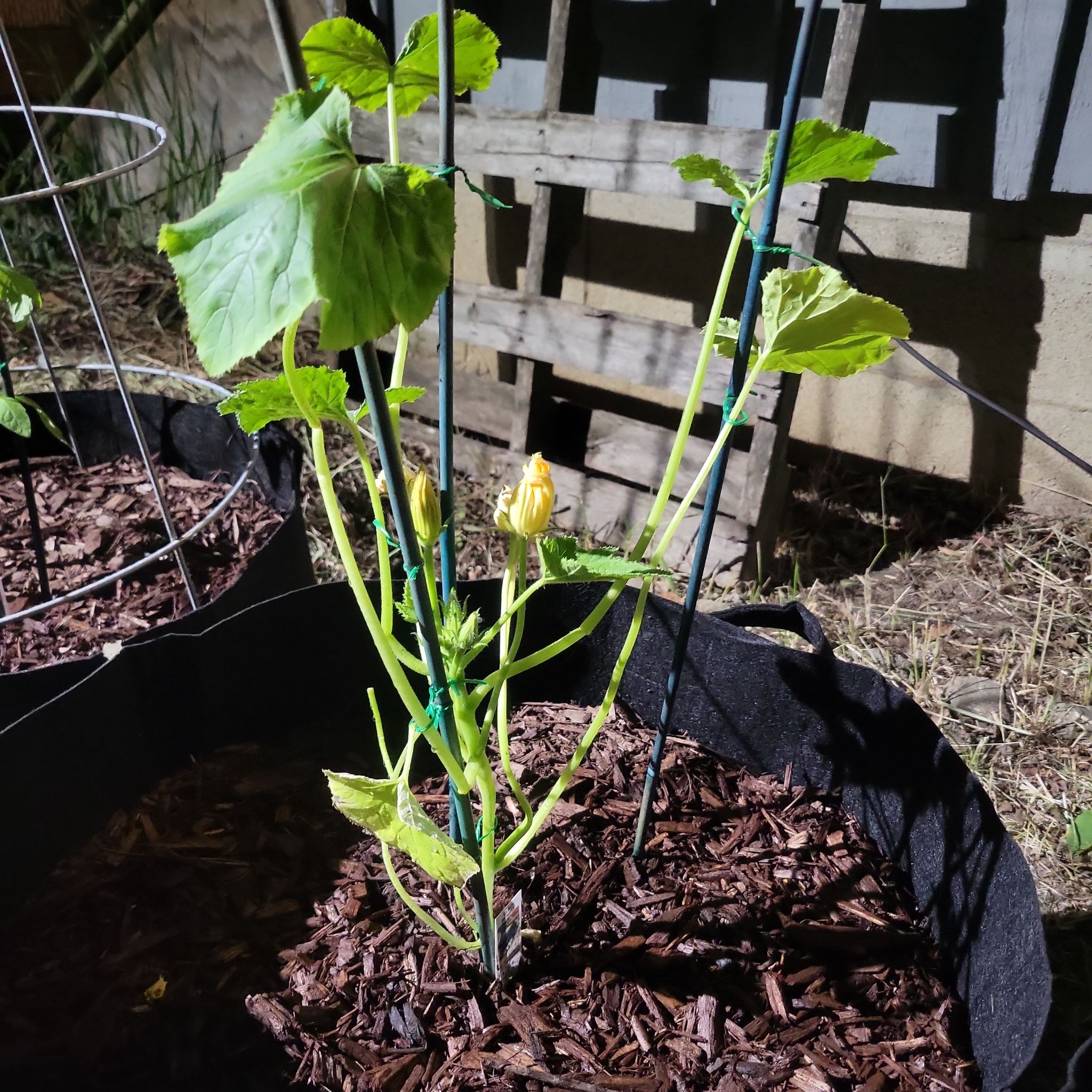 Photo of the plant species Black Beauty Zucchini by @937WestGardens named Dolores on Greg, the plant care app