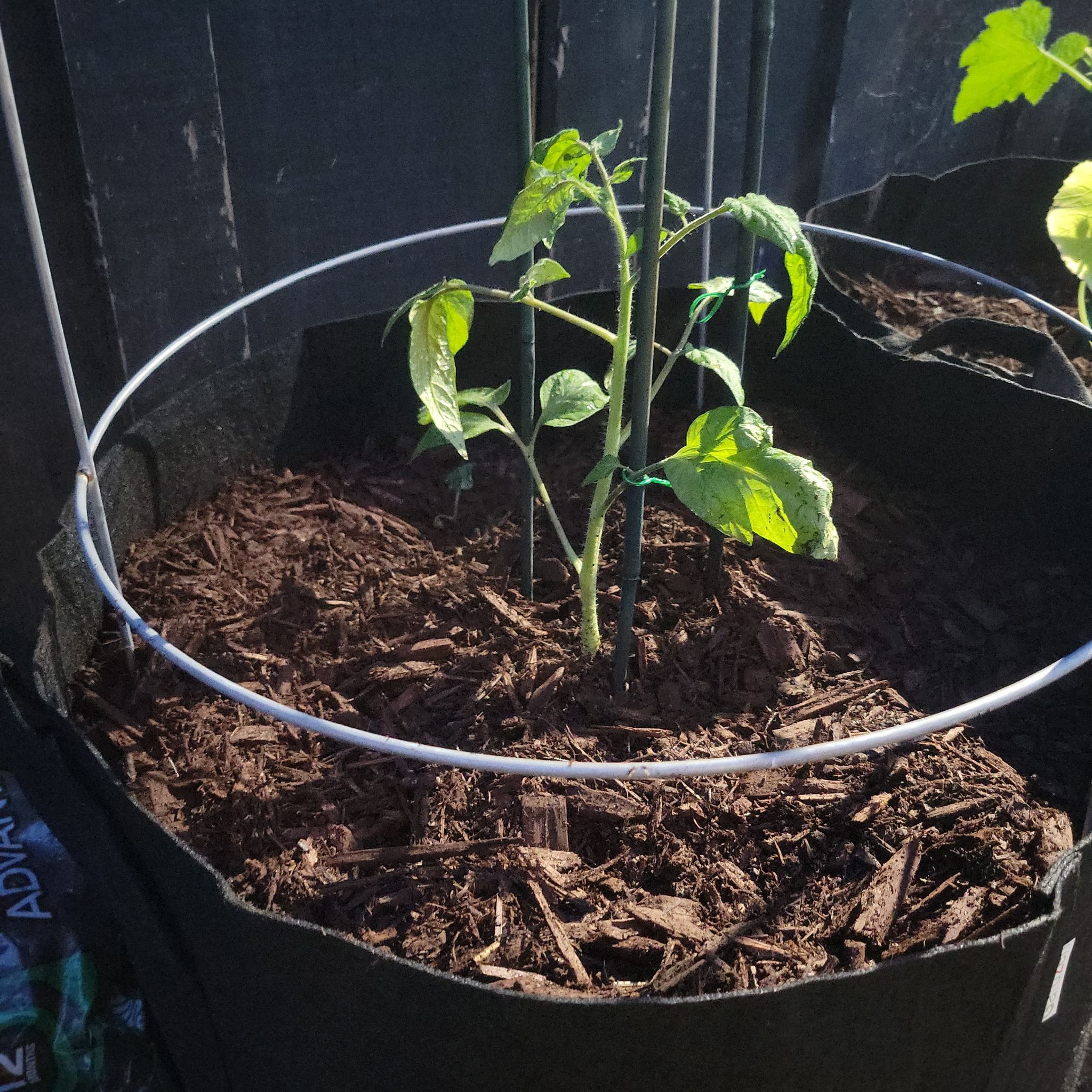 Photo of the plant species Brandywine Heirloom Tomato by @937WestGardens named Fernie Mac on Greg, the plant care app