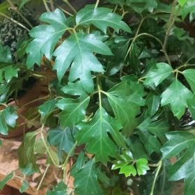 Photo of the plant species Grape Ivy by @CuddlyHollyhock named Peter Parker on Greg, the plant care app