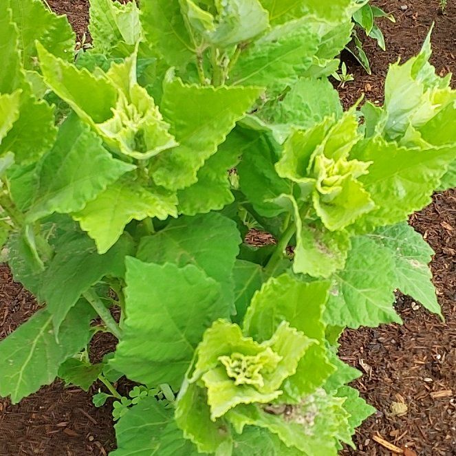 Photo of the plant species Crimsoneyed Rosemallow by @PurelyCoccoon66 named Rosa on Greg, the plant care app
