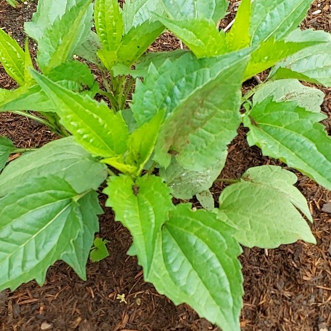 Photo of the plant species Blackeyed Susan by @PurelyCoccoon66 named da Vinci on Greg, the plant care app