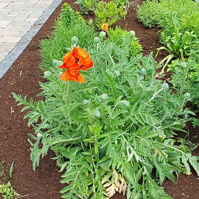 Photo of the plant species Oriental Poppy by @PurelyCoccoon66 named Gaga on Greg, the plant care app