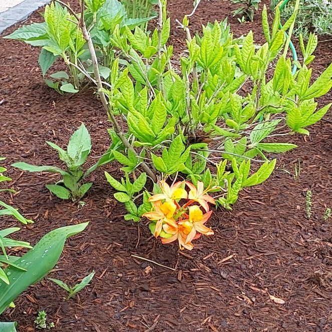 Photo of the plant species Flame Azalea by @PurelyCoccoon66 named Clooney on Greg, the plant care app