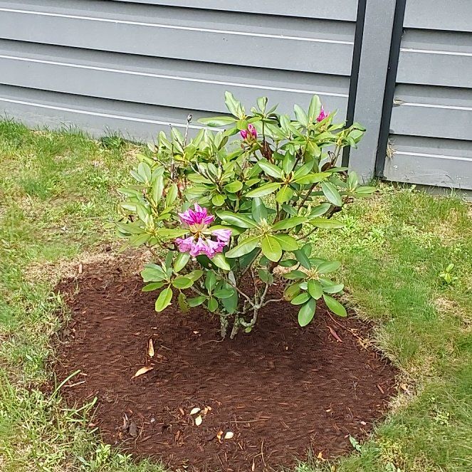 Photo of the plant species Coast Rhododendron by @PurelyCoccoon66 named Winston on Greg, the plant care app