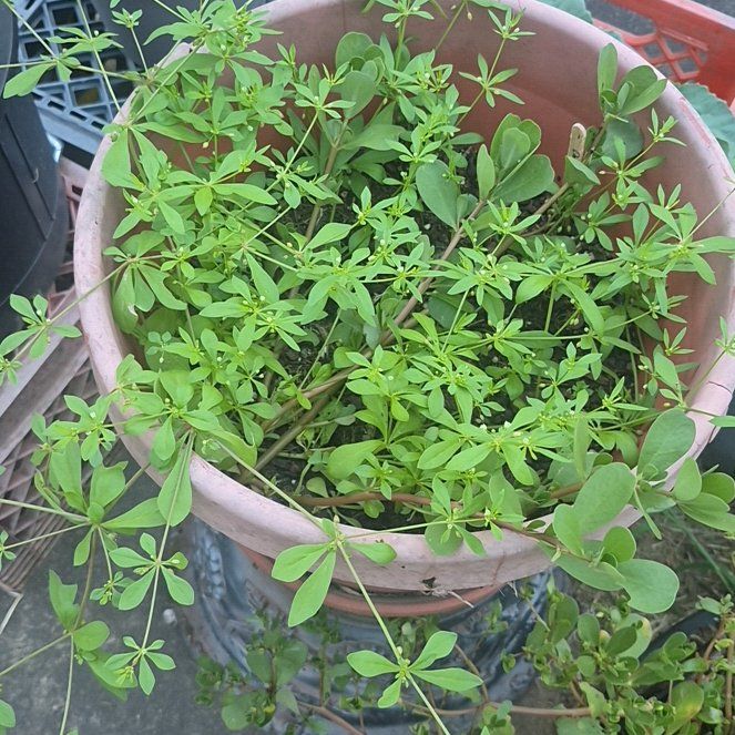 Photo of the plant species Clivers by @PoshGutweed84 named Maya on Greg, the plant care app