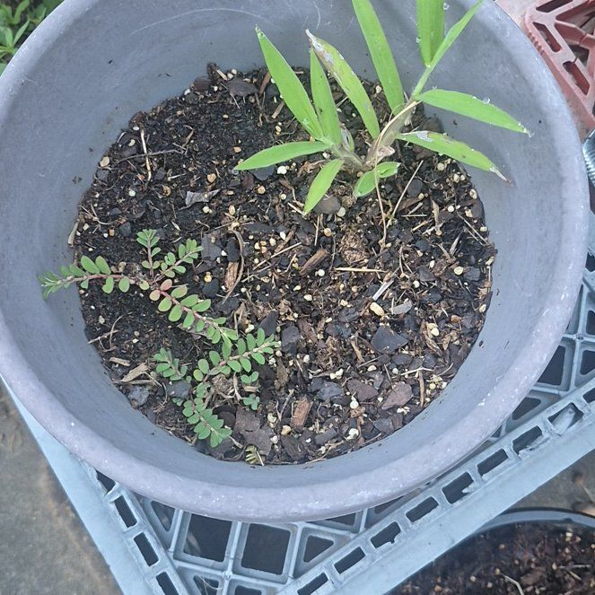Photo of the plant species Graceful Sandmat by @PoshGutweed84 named Spike Leaves on Greg, the plant care app