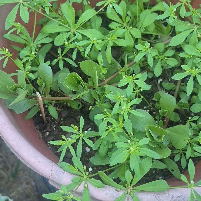 Photo of the plant species Clivers by @PoshGutweed84 named Tree Diddy on Greg, the plant care app